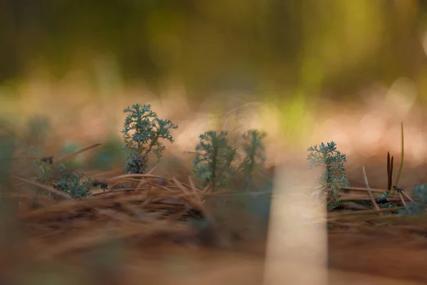 Detailní Záběr Měkké Soustředěný Záběr Šalvěje Pelyněk Nebo Mugwort Klíčky — Stock fotografie