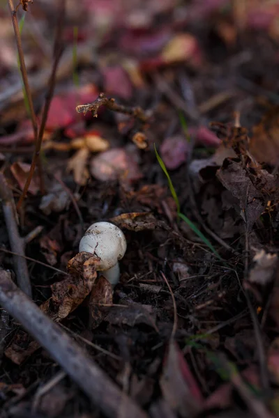 Μικρό Λευκό Champignon Φθινόπωρο Δάσος Μεταξύ Των Κόκκινων Φύλλων Εποχιακό — Φωτογραφία Αρχείου