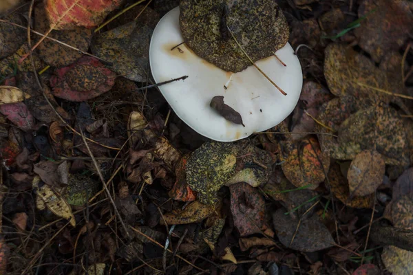 Kleine Witte Champignon Pileus Het Herfstbos Tussen Rode Bladeren Seizoensgebonden — Stockfoto