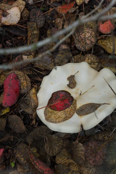 Liten Vit Champignon Höstskogen Bland Röda Blad Säsongssvamp Skogen Natur — Stockfoto