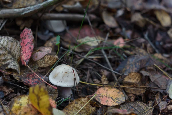 Μικρό Λευκό Champignon Φθινόπωρο Δάσος Μεταξύ Των Κόκκινων Φύλλων Εποχιακό — Φωτογραφία Αρχείου