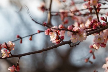 Pembe çiçekli güzel bir kayısı ağacı dalı. Bahar çiçeği konsepti, bulanık arkaplan.