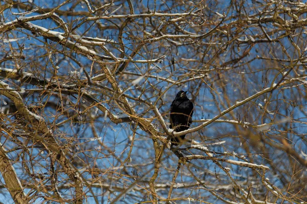 Cuervo Cuervo Negro Sentado Rama Del Árbol Invierno Sobre Fondo — Foto de Stock