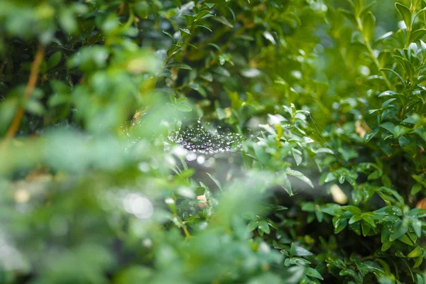 Folhas Buxus Buxo Com Teia Aranha Coberta Gotas Chuva Orvalho — Fotografia de Stock