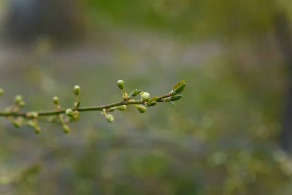 Vinnare Körsbärsträd Gren Med Första Knoppar Blooming Våren Tid Koncept — Stockfoto