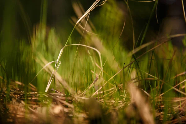 Мягкий Сфокусированный Снимок Зеленой Травы Лесу — стоковое фото