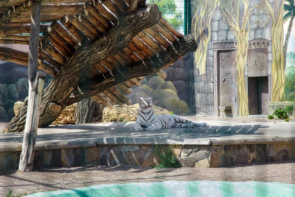 Beau Tigre Blanc Dans Cage Zoo Concept Des Espèces Voie — Photo