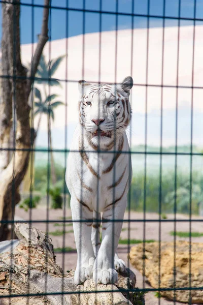Beau Tigre Blanc Dans Cage Zoo Concept Des Espèces Voie — Photo