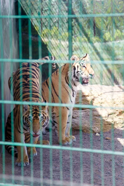 Zwei Tiger Zoo Käfig — Stockfoto