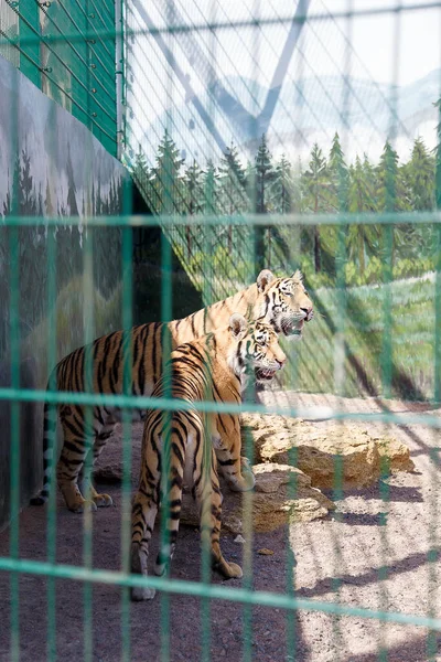 Two tigers in the zoo cage