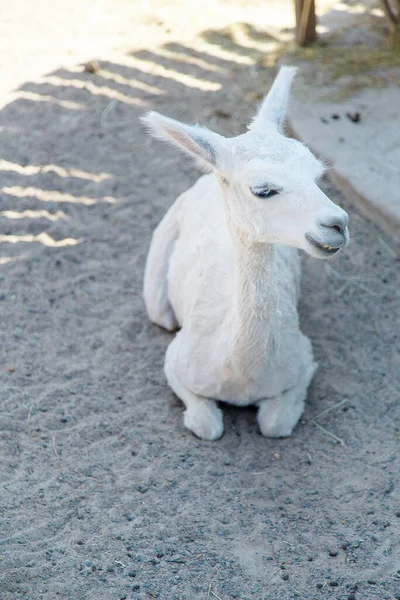 White Lama Zoo — Stock Photo, Image