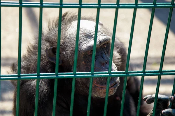 Eingesperrter Schimpansenaffe Zoo Säugetier Blickt Durch Gitter — Stockfoto