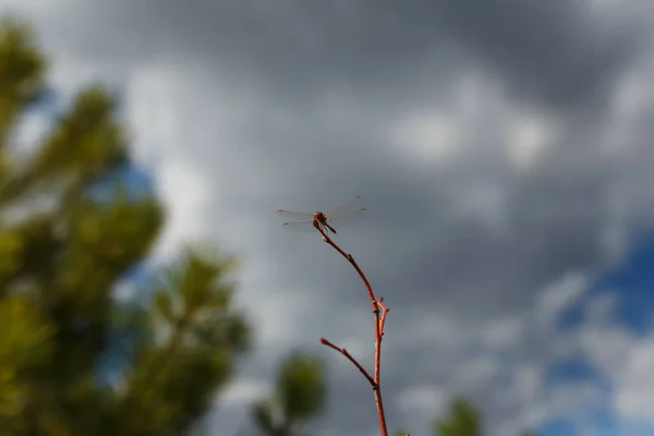 Dragonfly Sitter Gren Suddig Tall Och Himmel Bakgrund — Stockfoto
