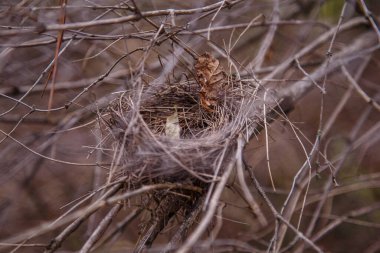 Ormandaki çalı dallarına boş kuş yuvası. Bahar yuvaları ya da kuş yuvası konsepti. 