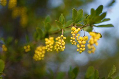 Beautiful evergreen plant mahonia japonica or oregon grapes with yellow buds and flowers on blurry background. Spring blossom concept. clipart