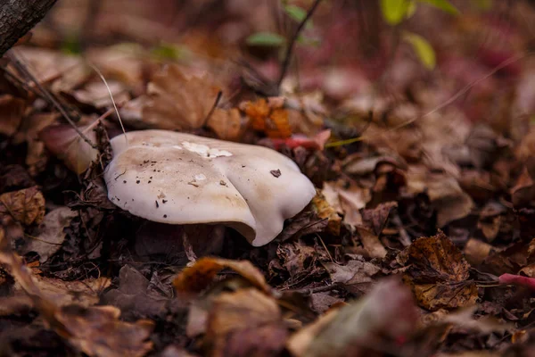 Fungo Tricoloma Nella Foresta Autunnale — Foto Stock