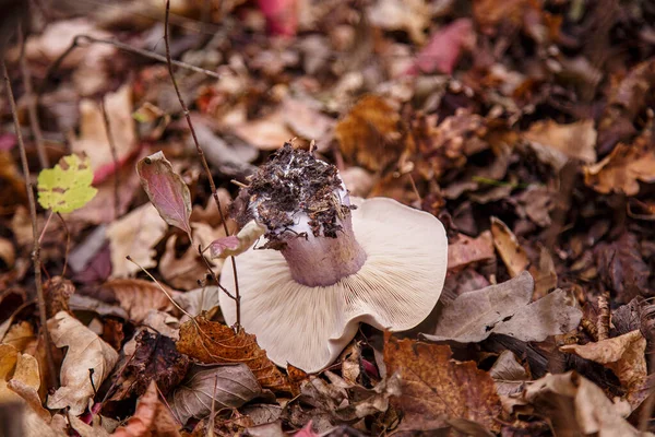 Grzyb Tricholoma Jesiennym Lesie — Zdjęcie stockowe