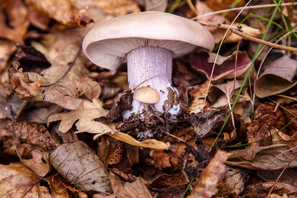 Sonbahar Ormanında Tricholoma Mantarı — Stok fotoğraf