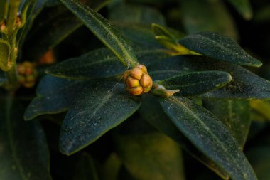 Yumuşak odaklı makro buxus veya boxwood yaprakları.