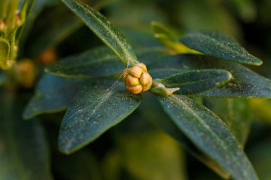 Yumuşak odaklı makro buxus veya boxwood yaprakları.