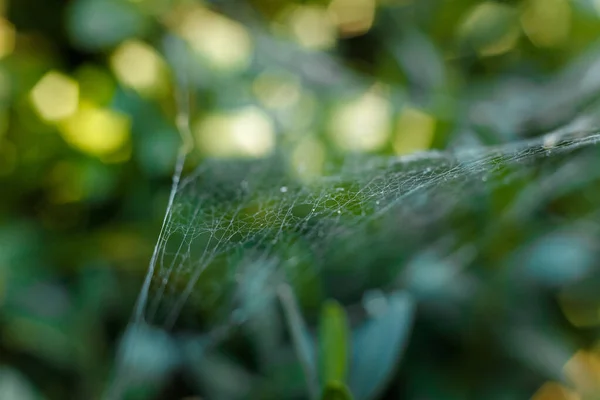 Morbido Colpo Focalizzato Ragnatela Buxus Foglie Bosso — Foto Stock