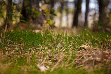Ormandaki yeşil çimlerin yumuşak odaklı görüntüsü