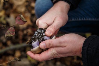 Mantar toplayıcısının erkek eli bulanık orman arka planında tricholoma mantarı tutuyor.