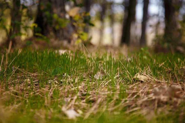 Мягкий Сфокусированный Снимок Зеленой Травы Лесу — стоковое фото