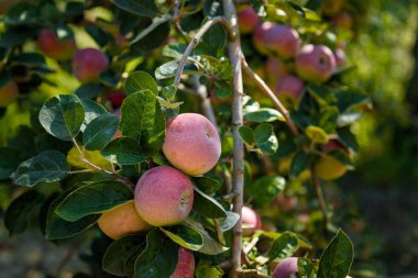 Yaz bahçesinde elma ağacının dallarında asılı duran taze kırmızı elmalar..