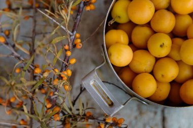 # Sarı taze mirabelle erikleri # # metal bir tencerede # # deniz dikenleri dalları ve ahşap eski mavi masa arkasında böğürtlen #