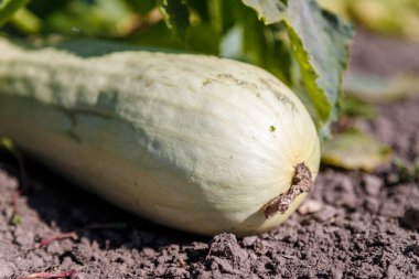 Bahçedeki yeşil kabak taze yaprakların arasında.