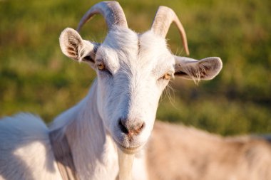 İki beyaz keçi tarlanın yanında çayırda