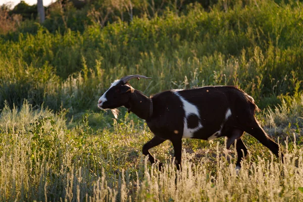 Black Goat Pasture Field Sunset Light — Stock Photo, Image