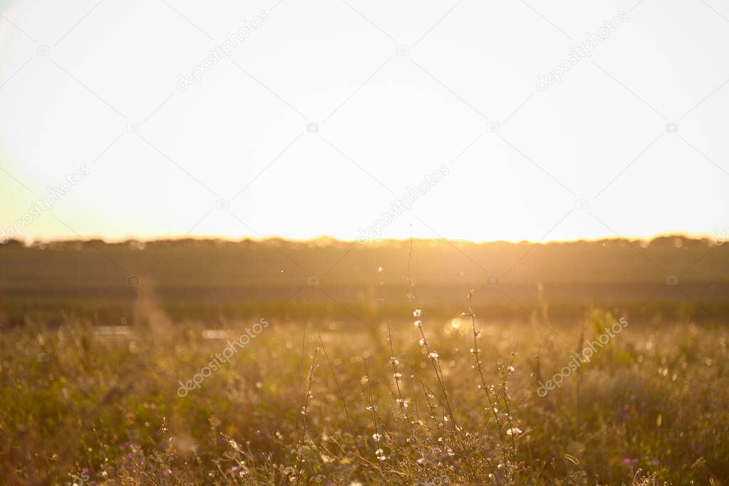 Field flowers, herbs and leaves in beautiful sunset light. Blurry background, copy space. Contryside life, freedom, summer and sprinrtime blossoming concept.
