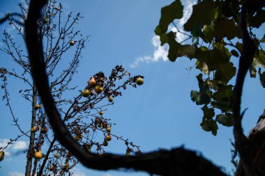 Armut dallarında çürük ve kuru meyve. Sonbahar sonları meyve bahçesi. Organik geri dönüşümlü gıda konsepti.