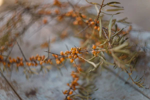 Sanddornzweig Auf Dem Blauen Tischhintergrund Sommer Und Herbsternte Nützliche Beeren — Stockfoto