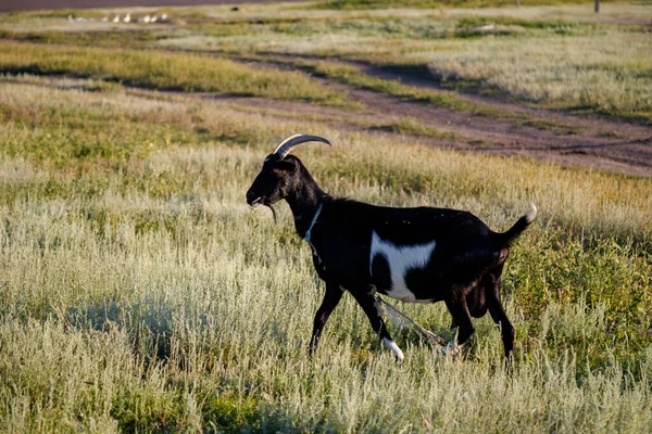 Cabra Negra Pasto Campo — Foto de Stock