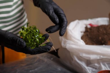 Kalanchoe 'nun çiçek filizini tutan ve evrensel toprakla birlikte saksıya ekmeye hazır bir kadın. Kapalı alan çiçek konsepti, yakın çekim.