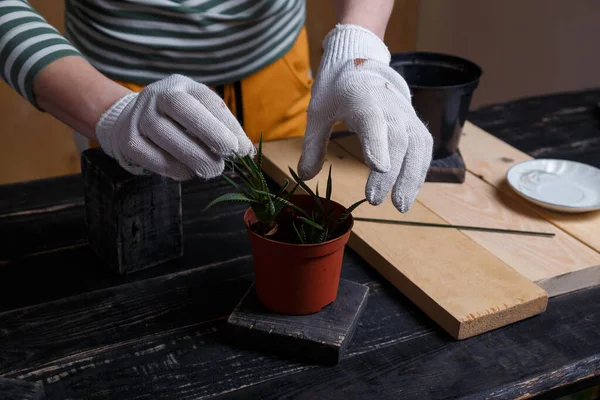 Bahçıvan elleri saksıdan sulu fideleri alıyor. Kapalı alanda çiçek dikme mevsimi. Bahçe konsepti.
