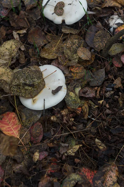 Kleine Witte Champignon Herfst Bos Tussen Rode Bladeren Seizoensgebonden Paddenstoel — Stockfoto