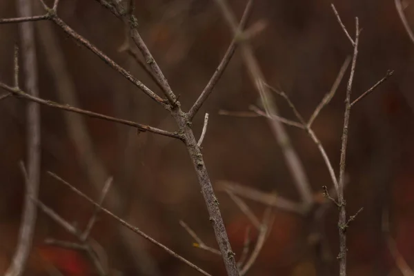 Ветви Куста Листьев Размытом Осеннем Фоне Леса — стоковое фото