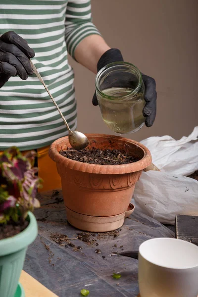 Gardener girl watering soil in flower pot with a spoon where the seeds are planted. Home potted greenery and flowers care concept. Close up vertical shot. — Stock Image Gardener Girl Watering Soil Flower Pot Spoon Seeds Planted Home Royalty Free Stock Images