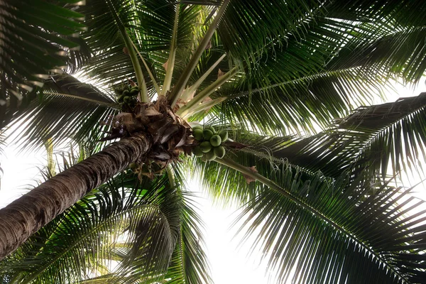 coconuts on a palm tree, top view