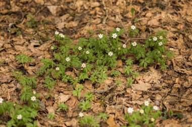 ormanda, yosun ve yaprakları beyaz kardelen