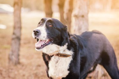 Büyük köpek Alabai Orta Asya çobanı yakın plan portresi