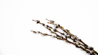 Beyaz bir arka planda söğüt dalları