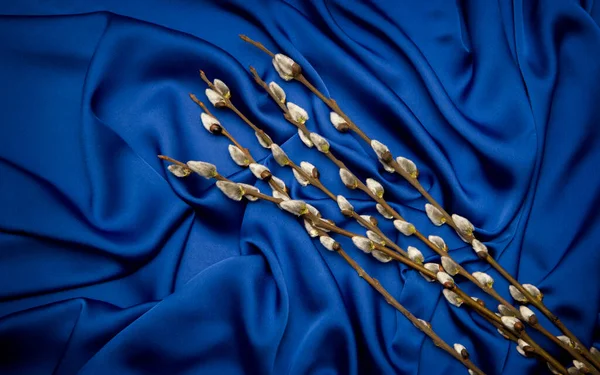 Mavi Arka Planda Söğüt Filizleri — Stok fotoğraf