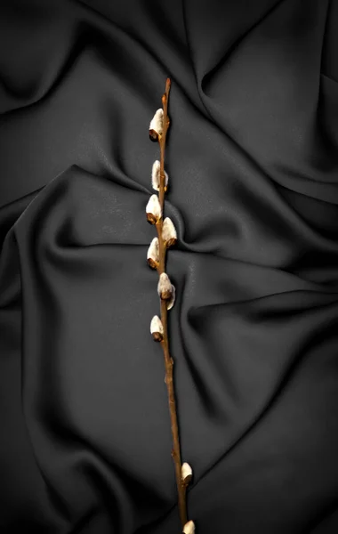 Větvičky Vrby Černém Pozadí — Stock fotografie