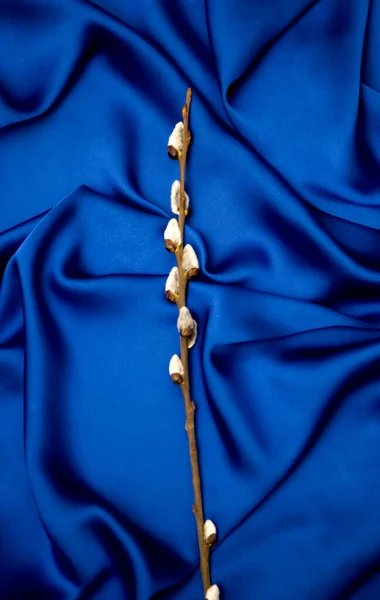 Mavi Arka Planda Söğüt Filizleri — Stok fotoğraf