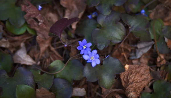 Синие Подснежники Весеннем Лесу — стоковое фото